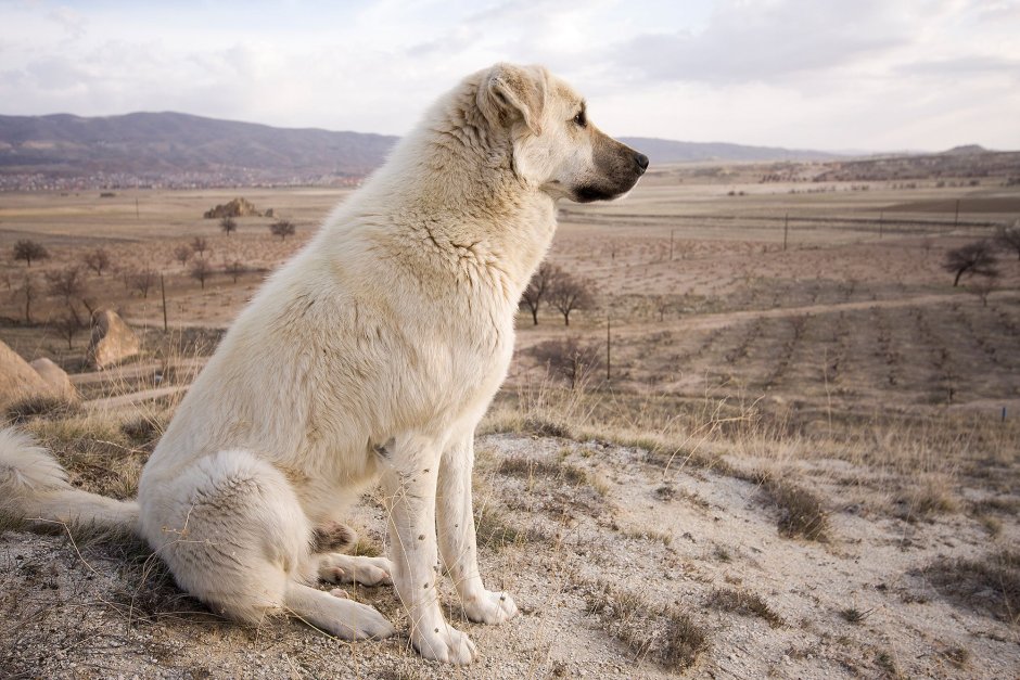 Кангальская овчарка / Kangal Shepherd Dog