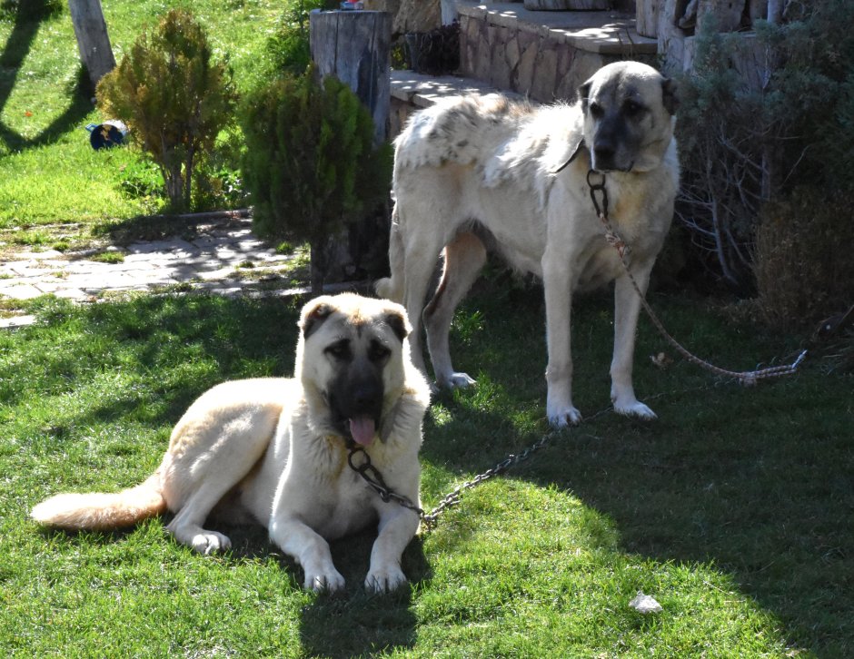 Туркменский алабай кангал