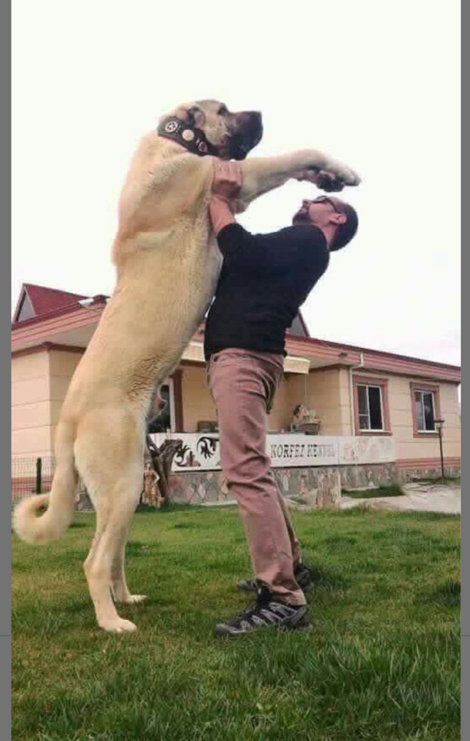 Собака волкодав кангал