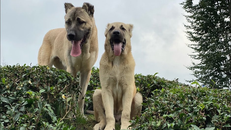 Кангал и алабай сравнение