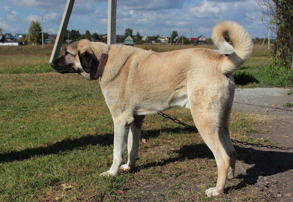 Турецкий кангал