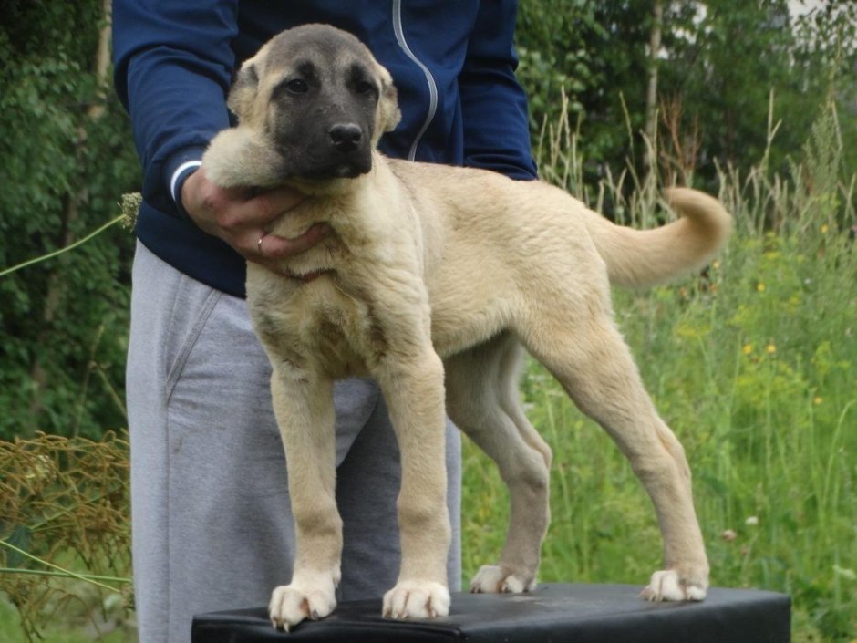 Турецкий кангал щенок