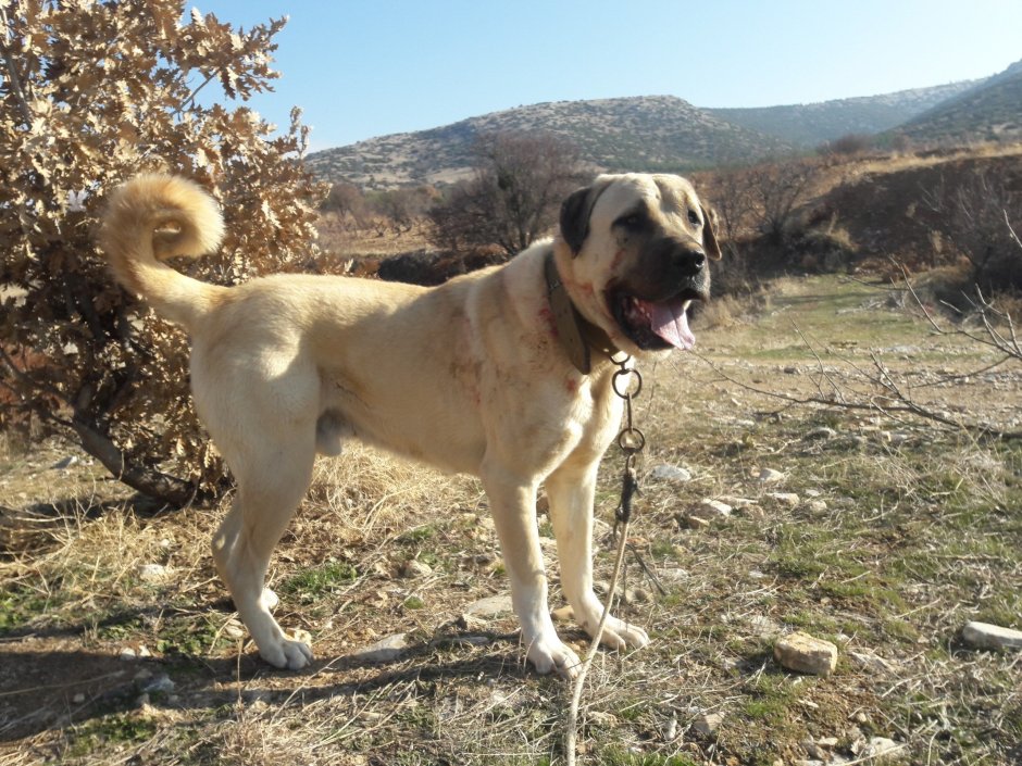 Кангал собака