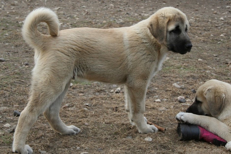 Щенок турецкого кангала