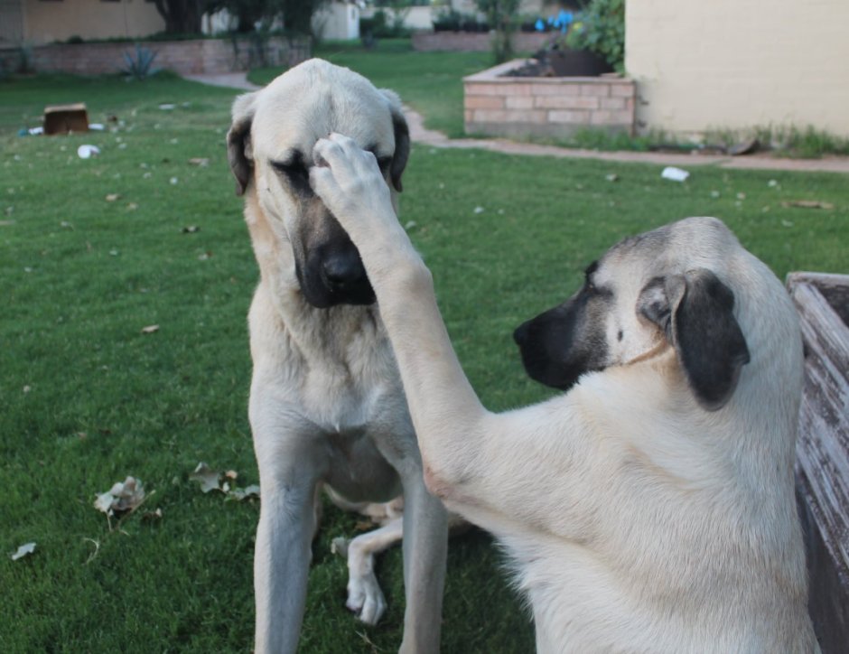 Белый кангал