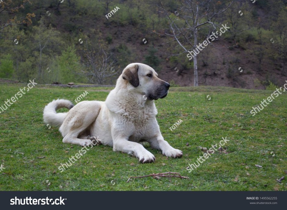 Турецкая овчарка кангал