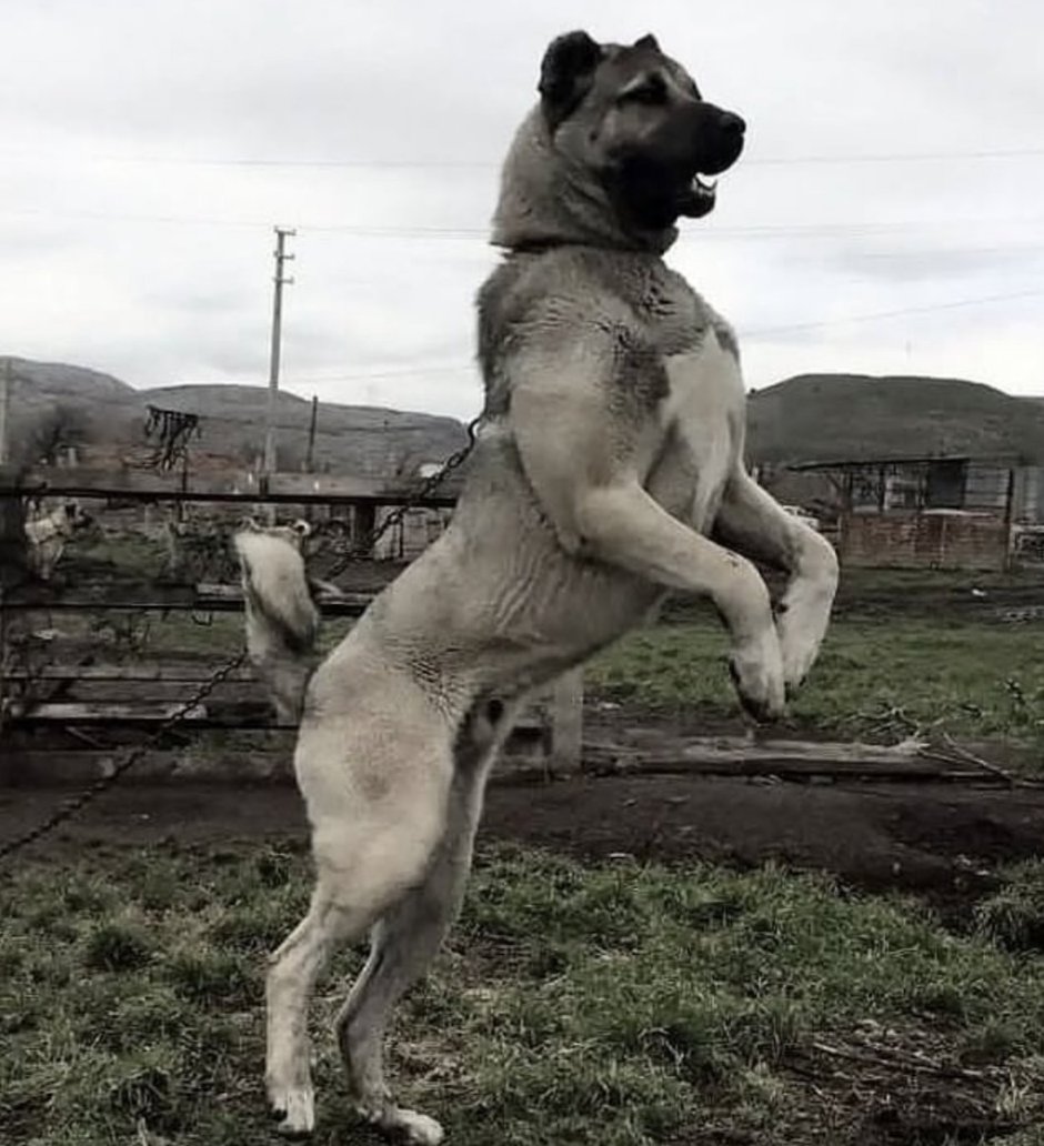 Турецкий кангал чемпион