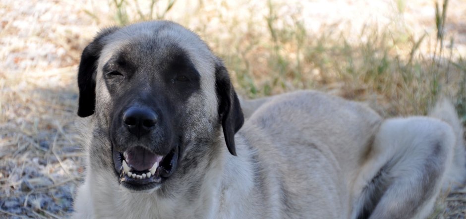 Kangal Dog big