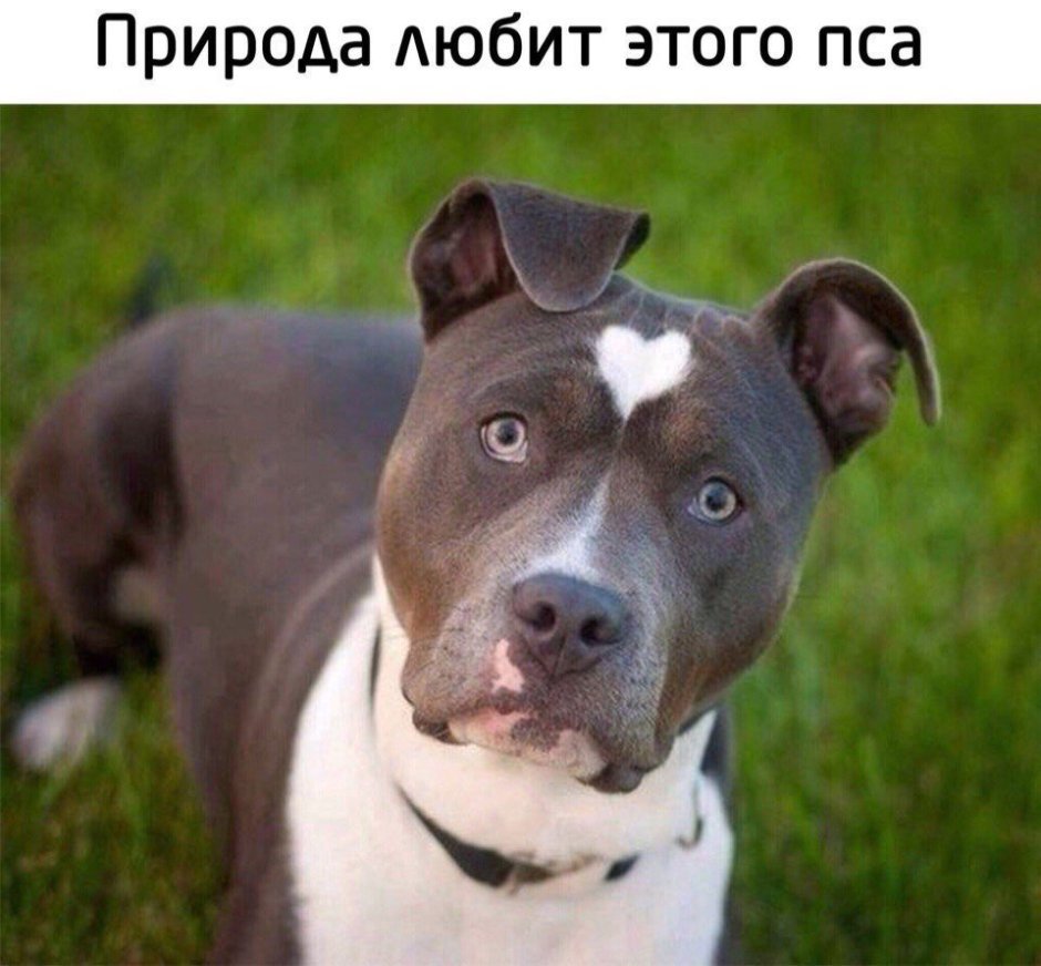 Стаффордширский терьер окрасы