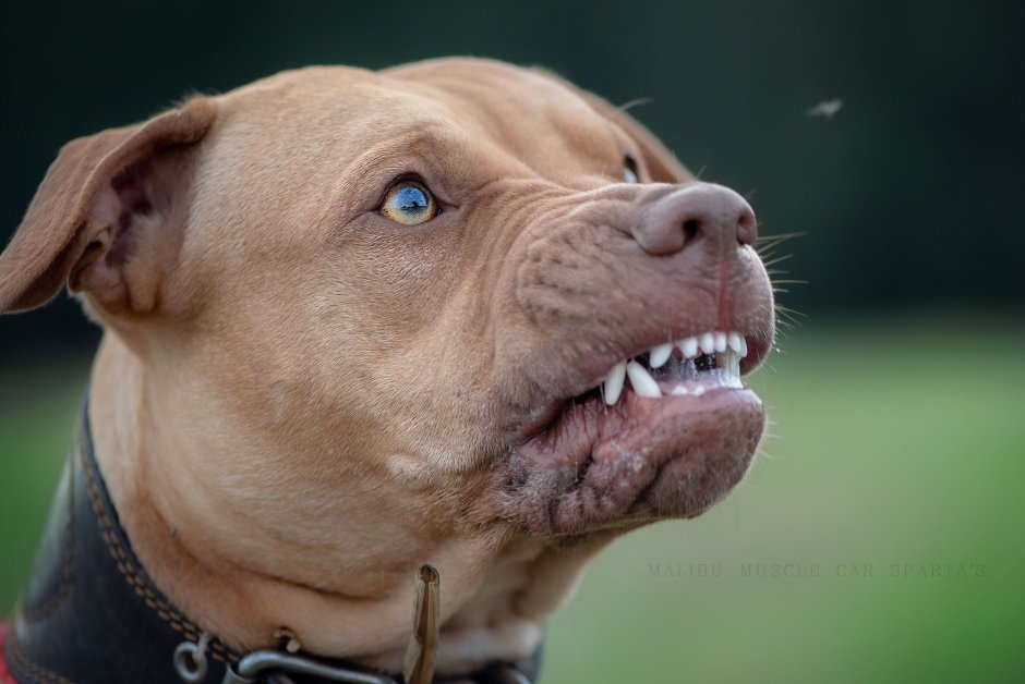 Сколько живут питбули