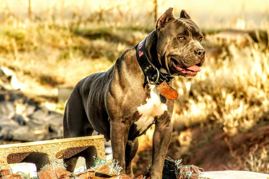 Американский бандог булли