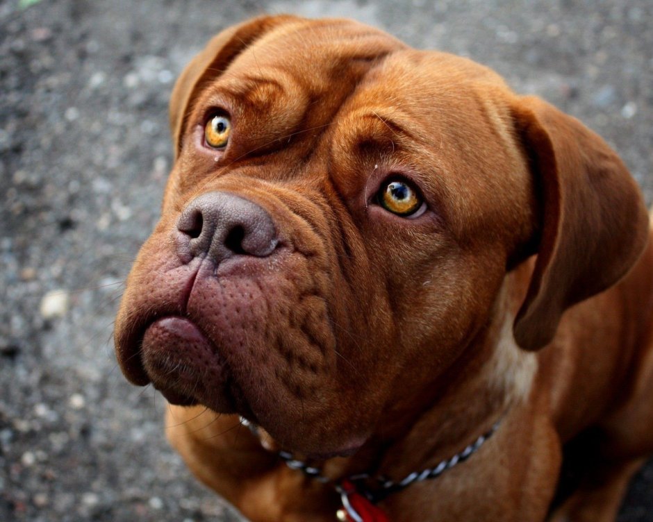 Питбуль мастиф