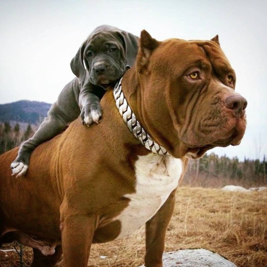 Стаффордширский терьер гигант