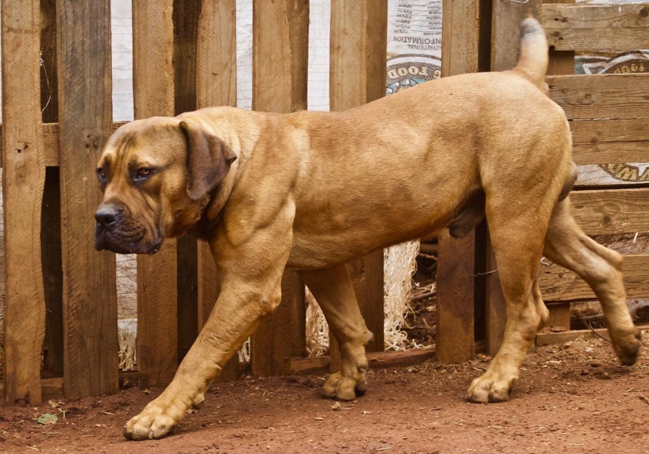 Бурбуль пакистанский