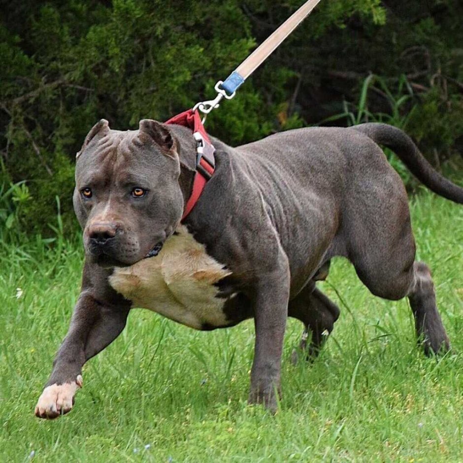 Американский бандог терьер