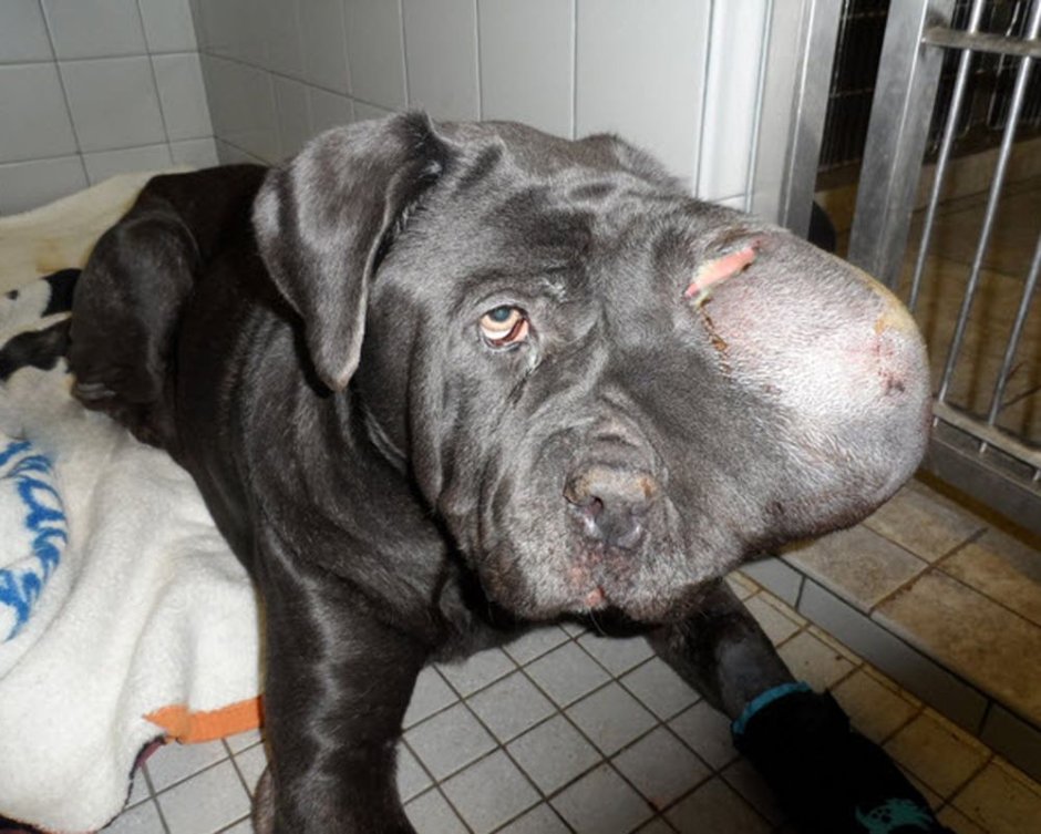 Бультерьер мастиф питбуль