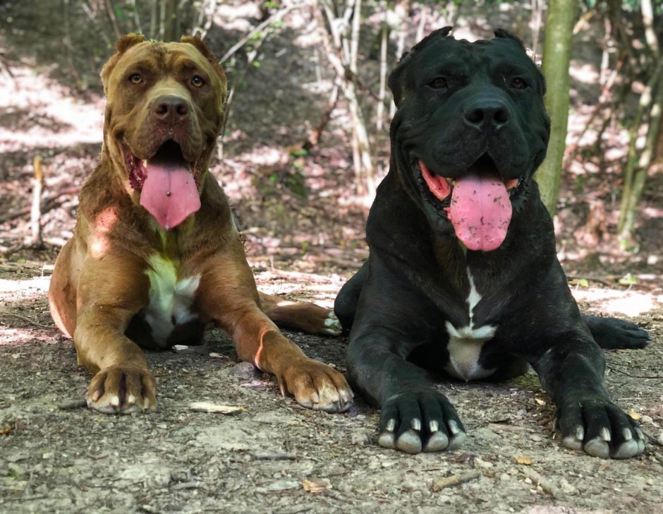 Бандог порода собак