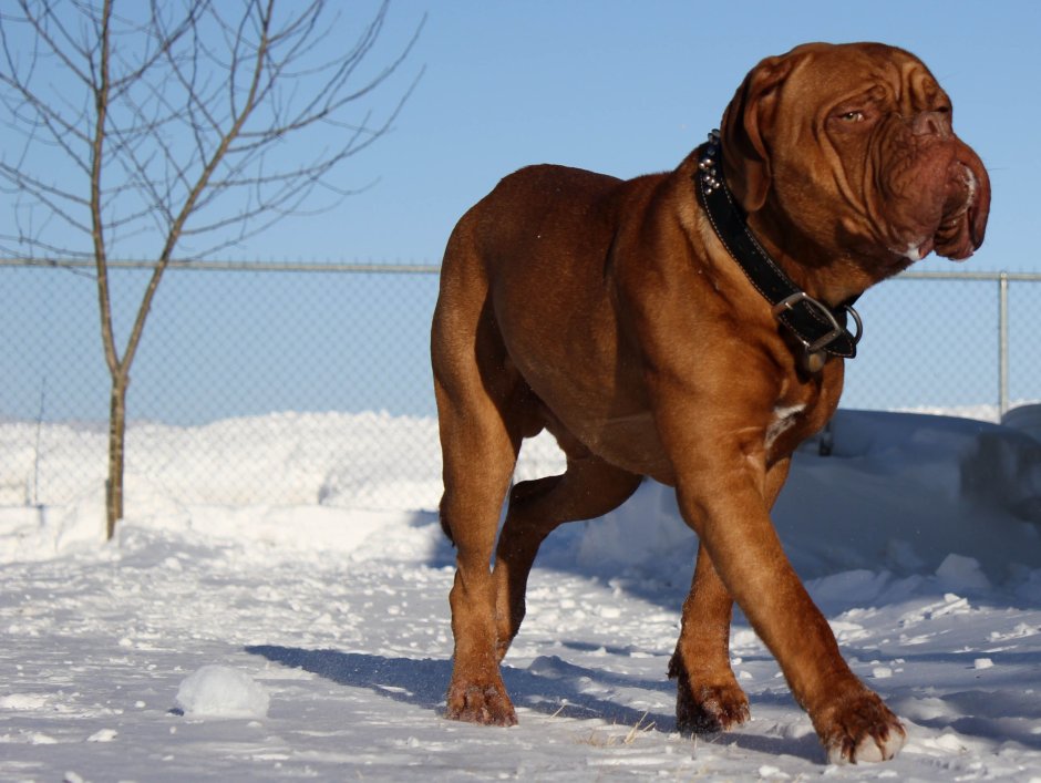 Питбуль мастиф