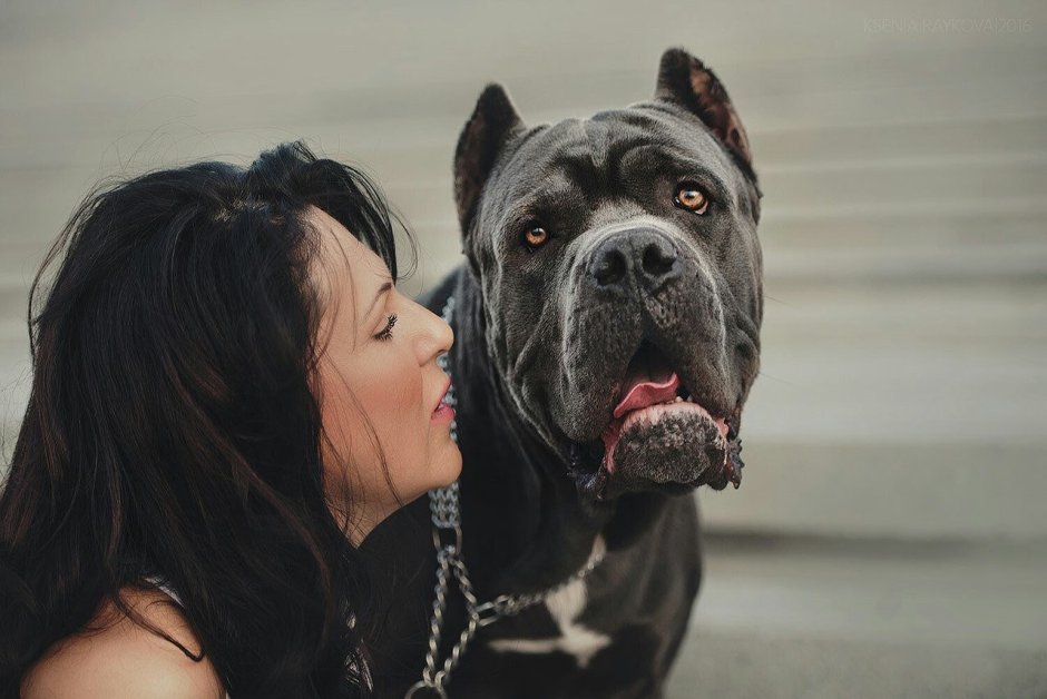 Пит Буль мастифы