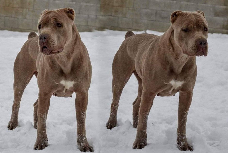 Порода собак американский бандог