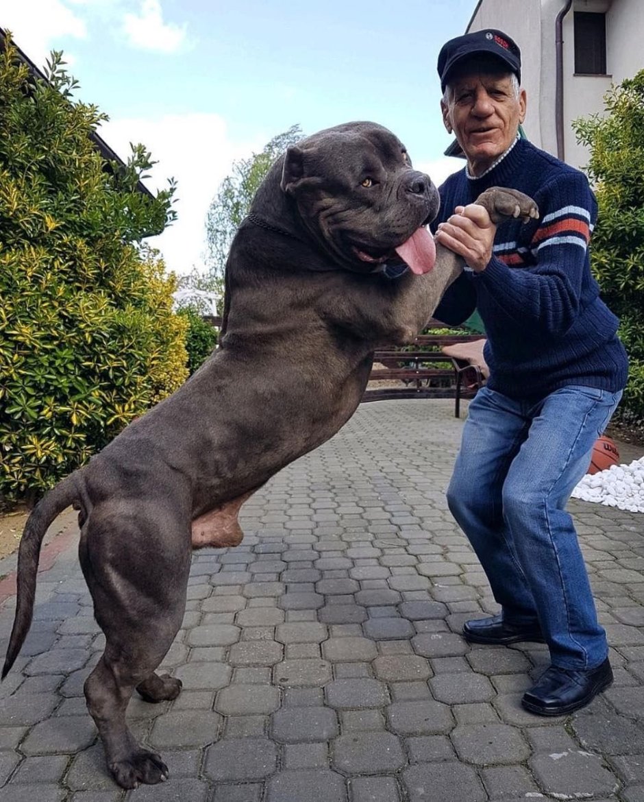 Питбуль мастиф