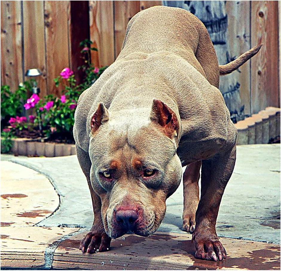 Дог похожий на питбуля