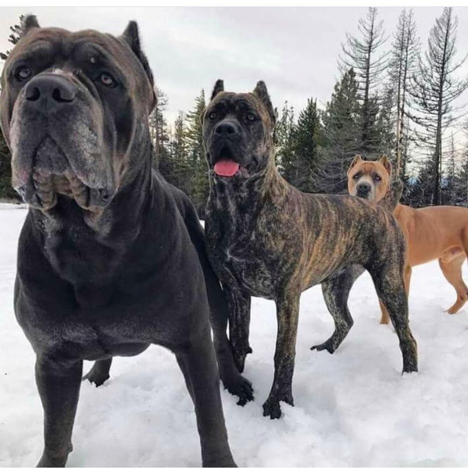 Американский мастиф Кане Корсо