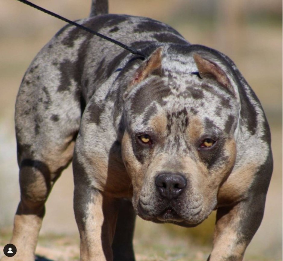 Стаффорд Мерль