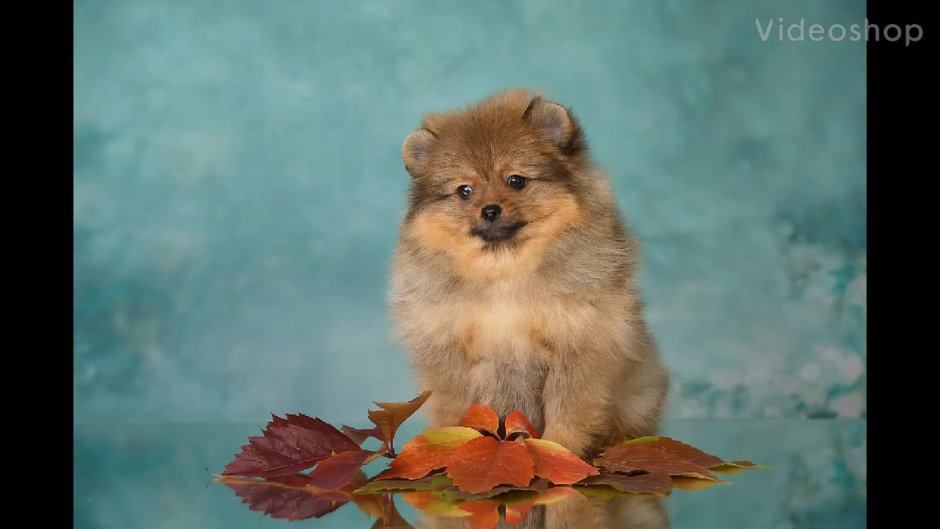 Стефани шпиц