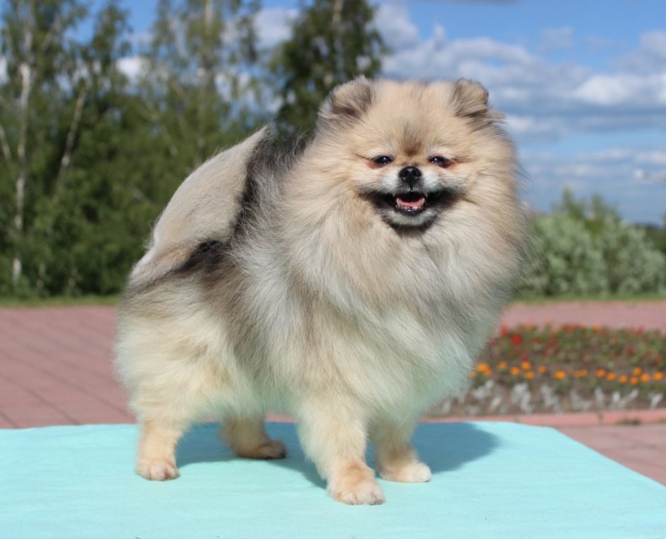 Шпиц Блю Мерле