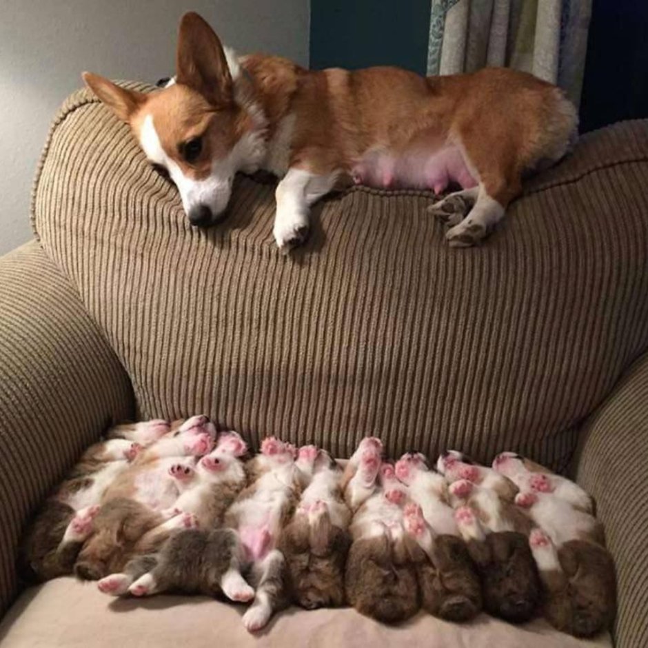 Смешные корги