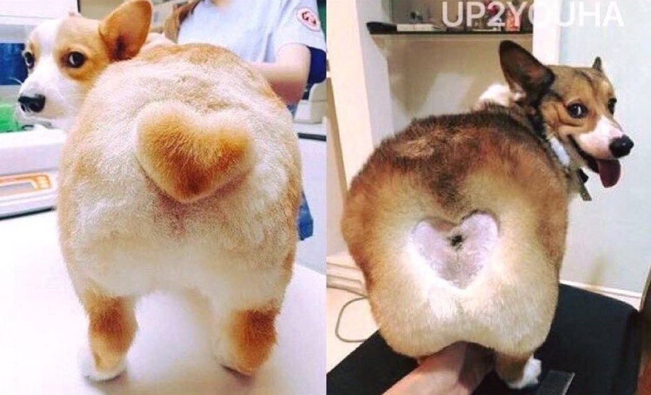 Груминг корги