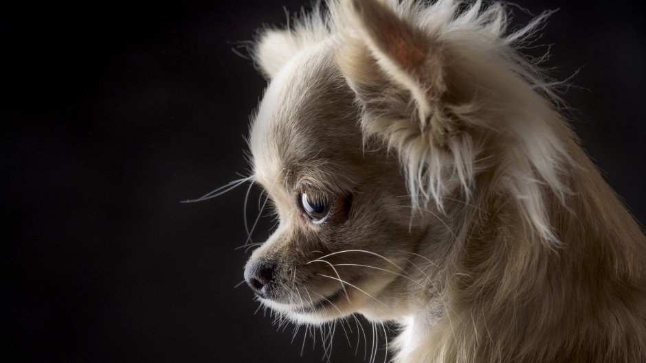 Чихуахуа длинношерстный злая