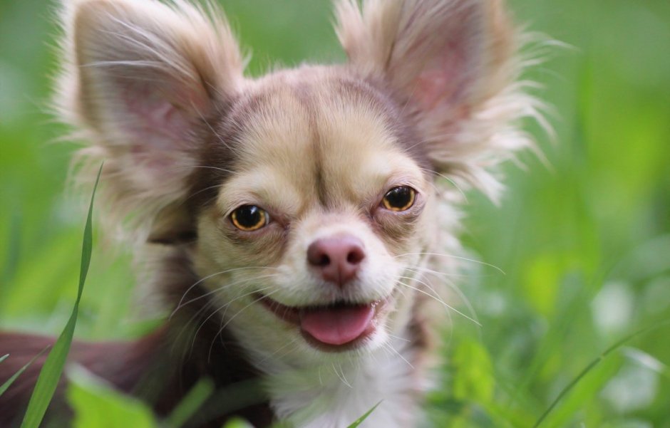 Шотландская чихуахуа