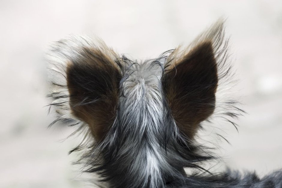 Собака с лохматыми ушами