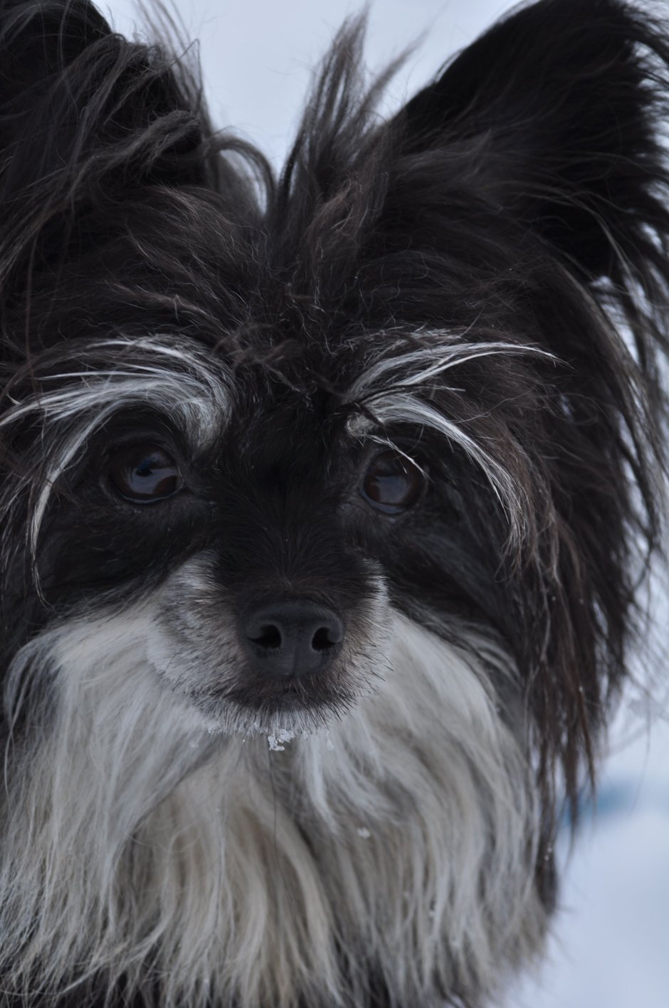 Чихуахуа китайская лохматая