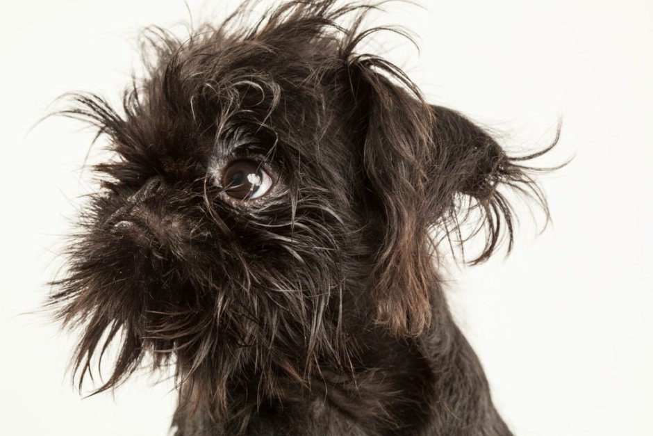 Грифон порода собаки Грифон