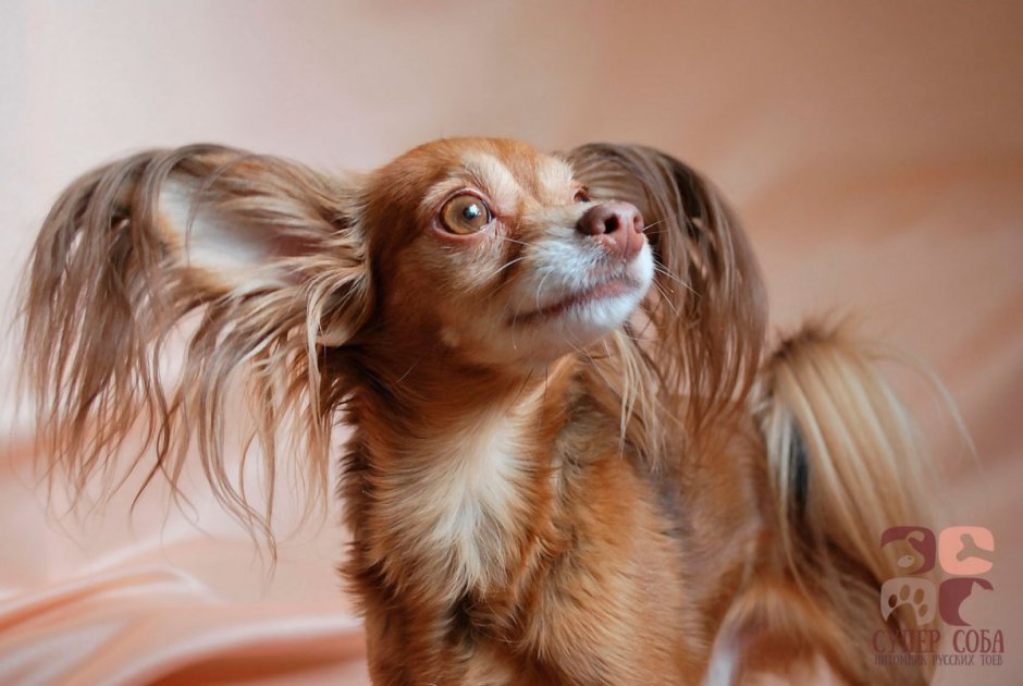 Той терьер лохматый