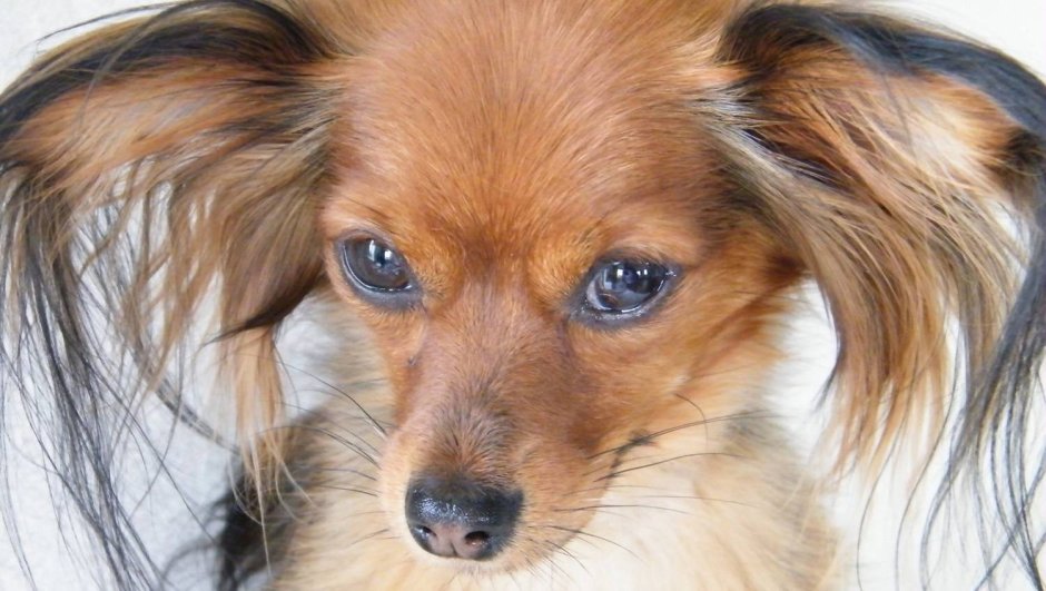 Собачьи уши