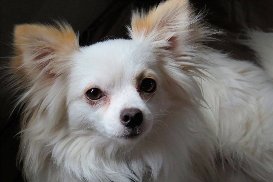 Чихуахуа длинношерстные пушистые