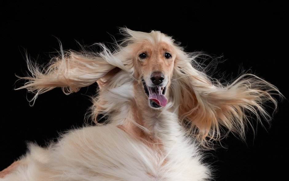 Афганская борзая и салюки