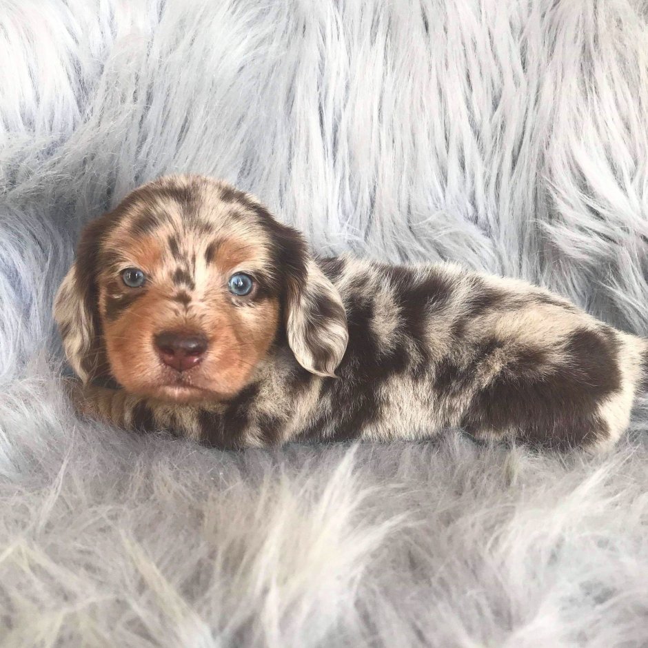 Длинношерстная такса пятнистая