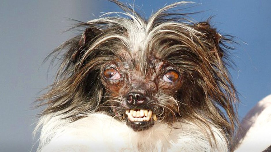 Китайская хохлатая уродливая