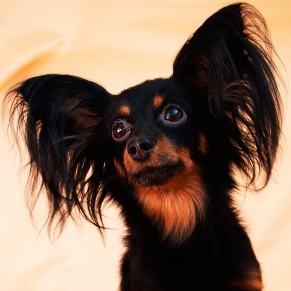 Тойтерьеры длинношерстные