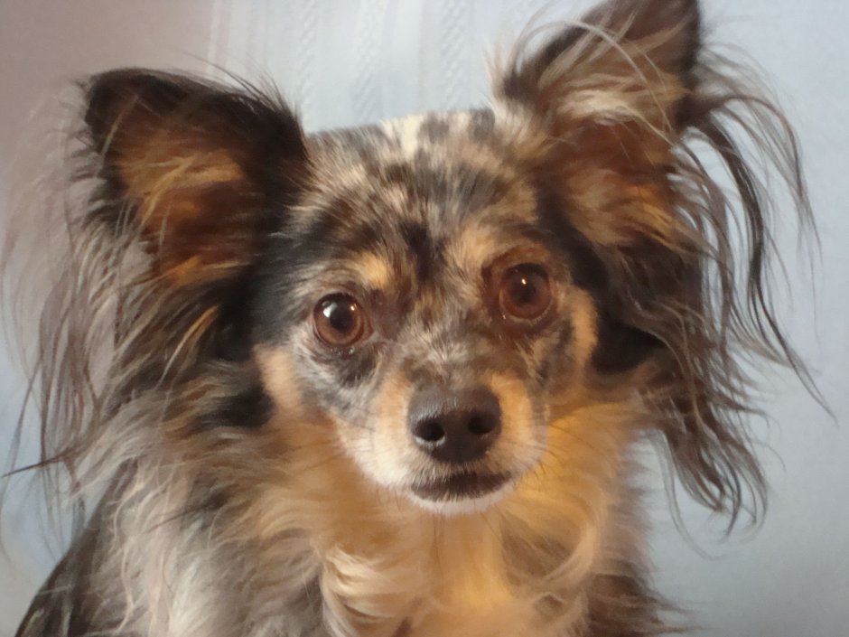 Чихуахуа Мерль длинношерстная