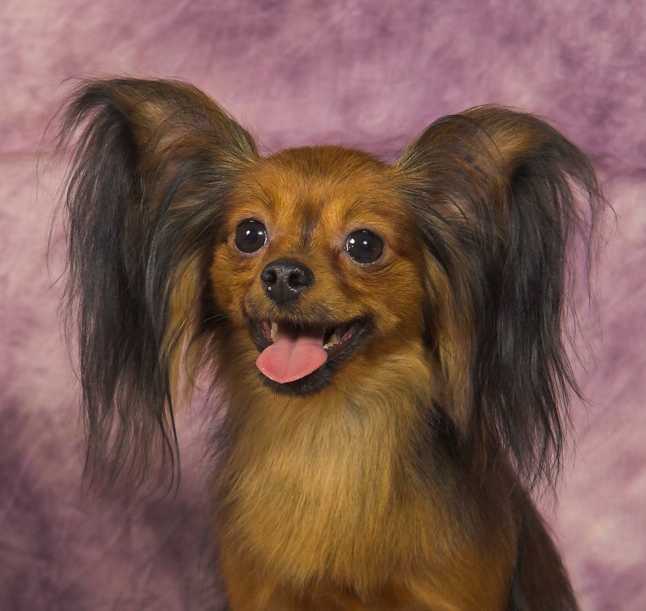 Русский той терьер длинношерстный