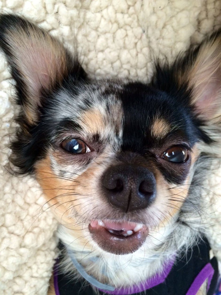 Мексиканский терьер чихуахуа