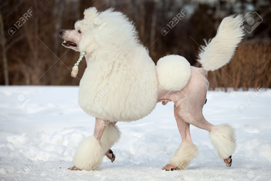 Пудель тварь