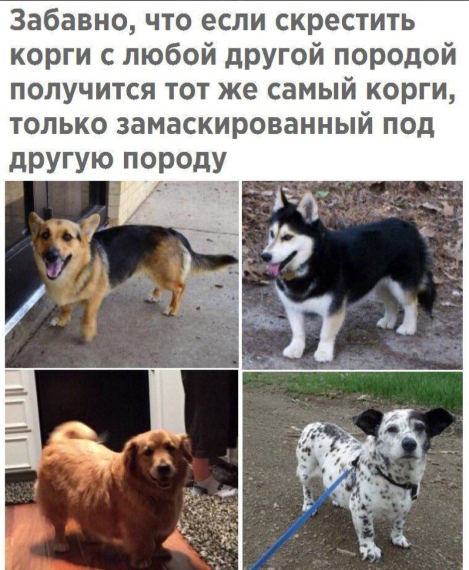 Корги скрещенные с другими породами