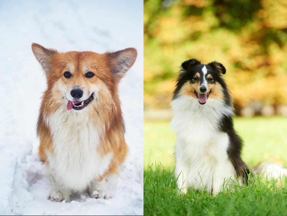 Корги колли
